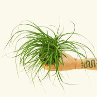 Small Ponytail Palm (Beaucarnea recurvata) in a grow pot.