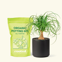 Small Ponytail Palm (Beaucarnea recurvata) in a black cylinder pot and a bag of soil.