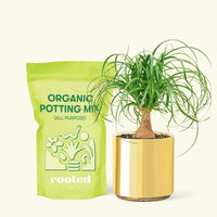 Small Ponytail Palm (Beaucarnea recurvata) in a gold cylinder pot and a bag of soil.