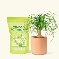 Small Ponytail Palm (Beaucarnea recurvata) in a peach cylinder pot and a bag of soil.