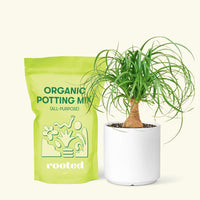 Small Ponytail Palm (Beaucarnea recurvata) in a white cylinder pot and a bag of soil.