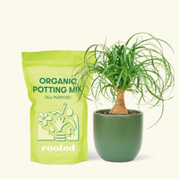 Ponytail Palm, Small