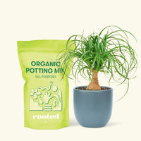 Small Ponytail Palm (Beaucarnea recurvata) in a indigo rounded pot and a bag of soil.