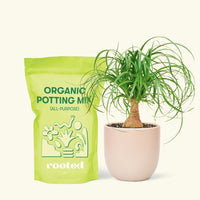 Small Ponytail Palm (Beaucarnea recurvata) in a pink rounded pot and a bag of soil.