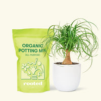 Small Ponytail Palm (Beaucarnea recurvata) in a white rounded pot and a bag of soil.