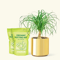 Medium Ponytail Palm (Beaucarnea recurvata) in a gold cylinder pot and two bag of soil.