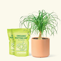 Medium Ponytail Palm (Beaucarnea recurvata) in a peach cylinder pot and two bag of soil.