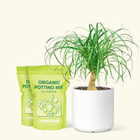 Medium Ponytail Palm (Beaucarnea recurvata) in a white cylinder pot and two bag of soil.