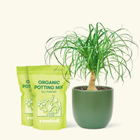 Medium Ponytail Palm (Beaucarnea recurvata) in a green rounded pot and two bag of soil.