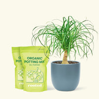 Medium Ponytail Palm (Beaucarnea recurvata) in a indigo rounded pot and two bag of soil.