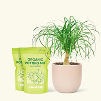 Medium Ponytail Palm (Beaucarnea recurvata) in a pink rounded pot and two bag of soil.