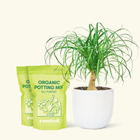 Medium Ponytail Palm (Beaucarnea recurvata) in a white rounded pot and two bag of soil.