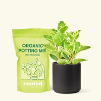 Small Variegated Baby Rubber Plant (Peperomia obtusifolia variegata) in a black cylinder pot and a bag of soil.