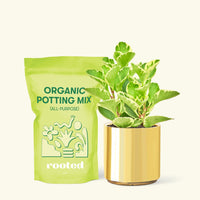 Small Variegated Baby Rubber Plant (Peperomia obtusifolia variegata) in a gold cylinder pot and a bag of soil.