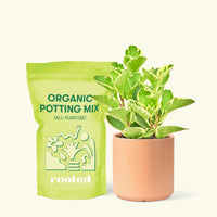 Small Variegated Baby Rubber Plant (Peperomia obtusifolia variegata) in a peach cylinder pot and a bag of soil.