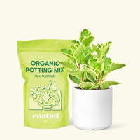 Small Variegated Baby Rubber Plant (Peperomia obtusifolia variegata) in a white cylinder pot and a bag of soil.