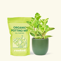 Small Variegated Baby Rubber Plant (Peperomia obtusifolia variegata) in a green rounded pot and a bag of soil.