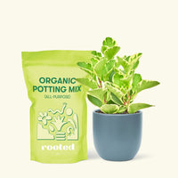 Small Variegated Baby Rubber Plant (Peperomia obtusifolia variegata) in a indigo rounded pot and a bag of soil.