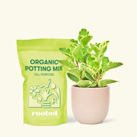 Small Variegated Baby Rubber Plant (Peperomia obtusifolia variegata) in a pink rounded pot and a bag of soil.