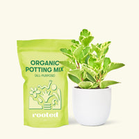 Small Variegated Baby Rubber Plant (Peperomia obtusifolia variegata) in a white rounded pot and a bag of soil.