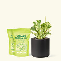 Medium Baby Rubber Plant in a black cylinder pot and 2 bags of soil.