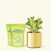Medium Baby Rubber Plant in a gold cylinder pot and 2 bags of soil.