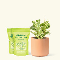 Medium Baby Rubber Plant in a peach cylinder pot and 2 bags of soil.