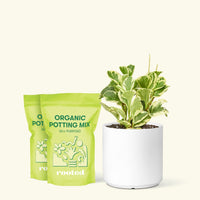 Medium Baby Rubber Plant in a white cylinder pot and 2 bags of soil.