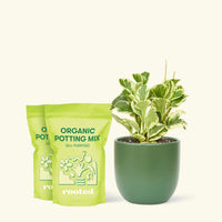 Medium Baby Rubber Plant in a green round pot and 2 bags of soil.
