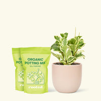 Medium Baby Rubber Plant in a pink round pot and 2 bags of soil.