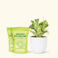 Medium Baby Rubber Plant in a white round pot and 2 bags of soil.