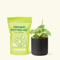 Small Peperomia Frost (Peperomia caperata) in a black cylinder pot and a bag of soil.