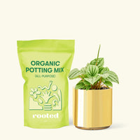 Small Peperomia Frost (Peperomia caperata) in a gold cylinder pot and a bag of soil.