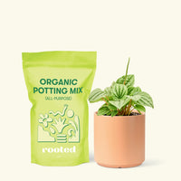Small Peperomia Frost (Peperomia caperata) in a peach cylinder pot and a bag of soil.