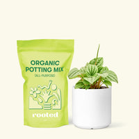 Small Peperomia Frost (Peperomia caperata) in a white cylinder pot and a bag of soil.