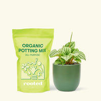 Small Peperomia Frost (Peperomia caperata) in a green rounded pot and a bag of soil.
