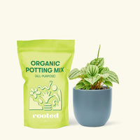 Small Peperomia Frost (Peperomia caperata) in a indigo rounded pot and a bag of soil.