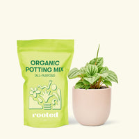 Small Peperomia Frost (Peperomia caperata) in a pink rounded pot and a bag of soil.