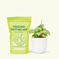 Small Peperomia Frost (Peperomia caperata) in a white rounded pot and a bag of soil.