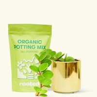 A bag of Organic Potting Mix to the left of a Peperomia 'Hope' in a gold cylinder ceramic pot.