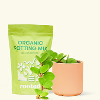 A bag of Organic Potting Mix to the left of a Peperomia 'Hope' in a white peach ceramic pot.