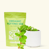 A bag of Organic Potting Mix to the left of a Peperomia 'Hope' in a white cylinder ceramic pot.