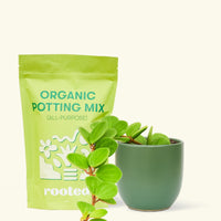 A bag of Organic Potting Mix to the left of a Peperomia 'Hope' in a forest rounded ceramic pot.