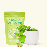 A bag of Organic Potting Mix to the left of a Peperomia 'Hope' in a white rounded ceramic pot.