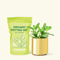 Small Baby Rubber Plant in a gold cylinder pot and a bag of soil.