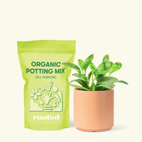 Small Baby Rubber Plant in a peach cylinder pot and a bag of soil.