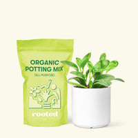 Small Baby Rubber Plant in a white cylinder pot and a bag of soil.