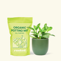 Small Baby Rubber Plant in a green round pot and a bag of soil.