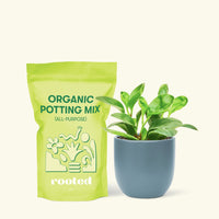 Small Baby Rubber Plant in a indigo round pot and a bag of soil.