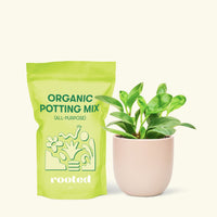 Small Baby Rubber Plant in a pink round pot and a bag of soil.